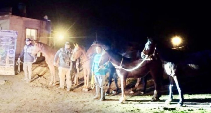 Abigeato: Recuperan cinco equinos en Burruyacu