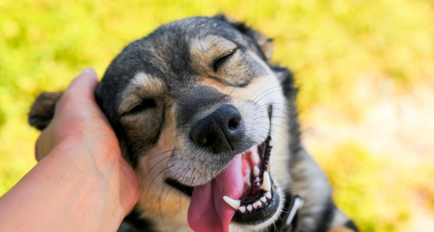 Día mundial del perro: el mejor amigo de los seres humanos