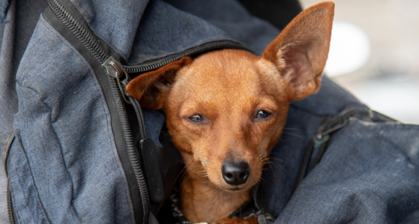 C&oacute;mo cuidar a tus mascotas del fr&iacute;o extremo
