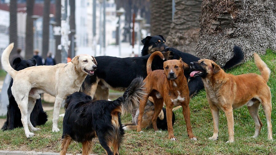 Concepción: Condenaron al dueño de los perros que atacaron hasta matar a un niño de 9 años