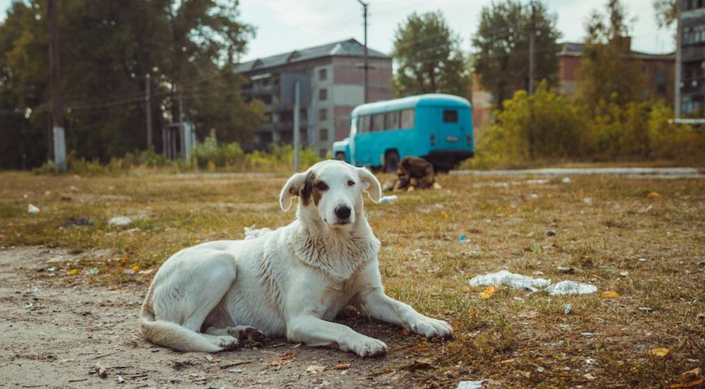 Los perros de Chernóbil presentan hasta 390 genes distintos y son casi inmunes al cáncer