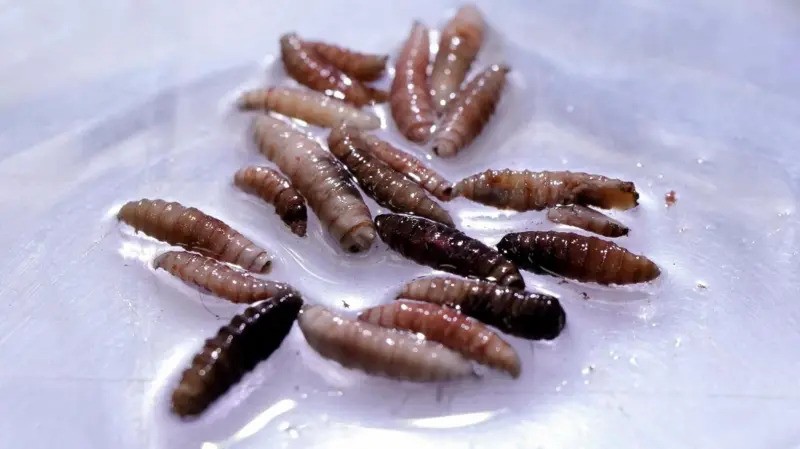 Brote de miasis, enfermedad causada por el gusano barrenador del Nuevo Mundo