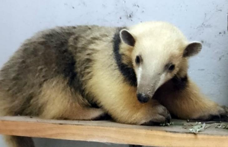Rescatan un oso melero hallado por guardabosques en Santa Ana