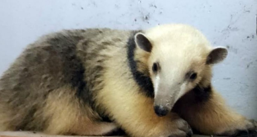 Rescatan un oso melero hallado por guardabosques en Santa Ana