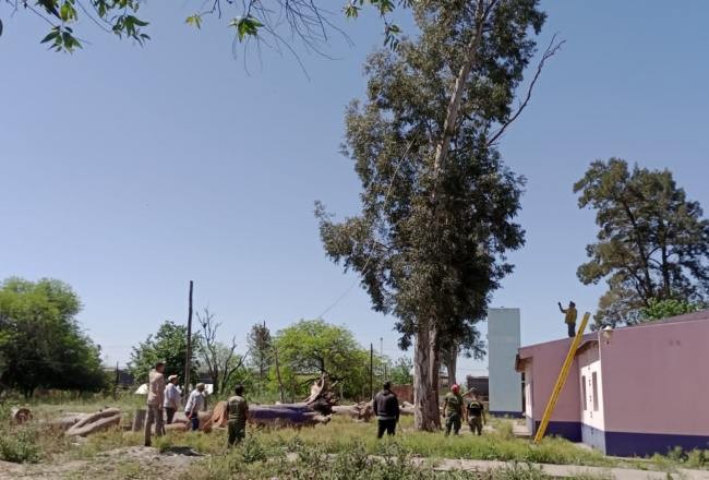 Defensa Civil desarrolló tala preventiva de árboles en una escuela de Estación Araoz