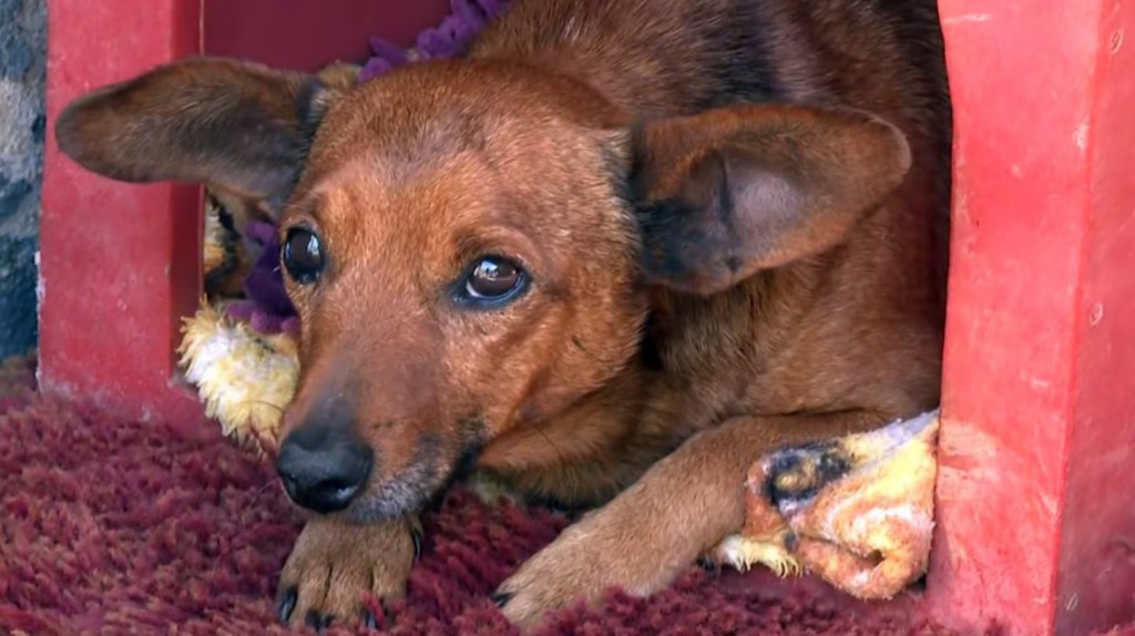 Un perro recorrió 12 kilómetros para llegar al velorio de su cuidador