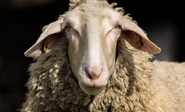 Un rebaño de ovejas consumió más de 300 kilos de marihuana