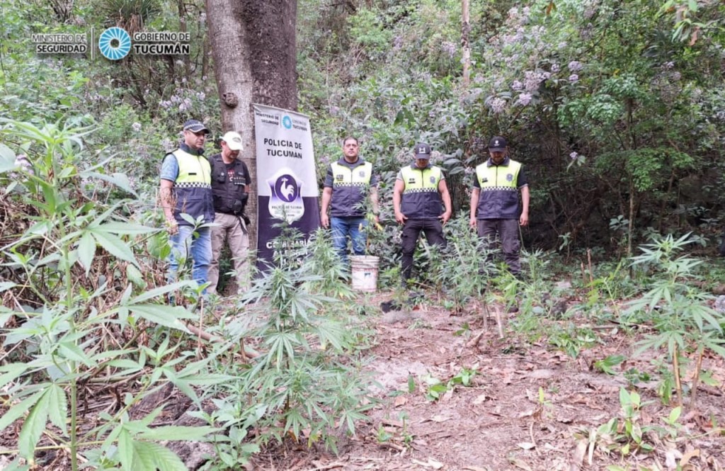 LA POLICÍA DESMANTELÓ UNA PLANTACIÓN DE MARIHUANA