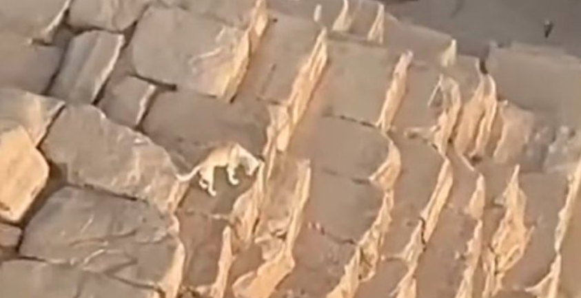 De paseo en Egipto: se viralizó un video en el que se ve un perro recorriendo la pirámide