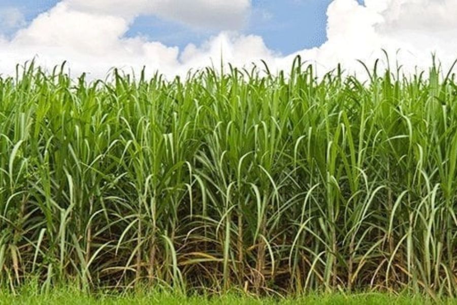 Semillas para pequeños productores cañeros