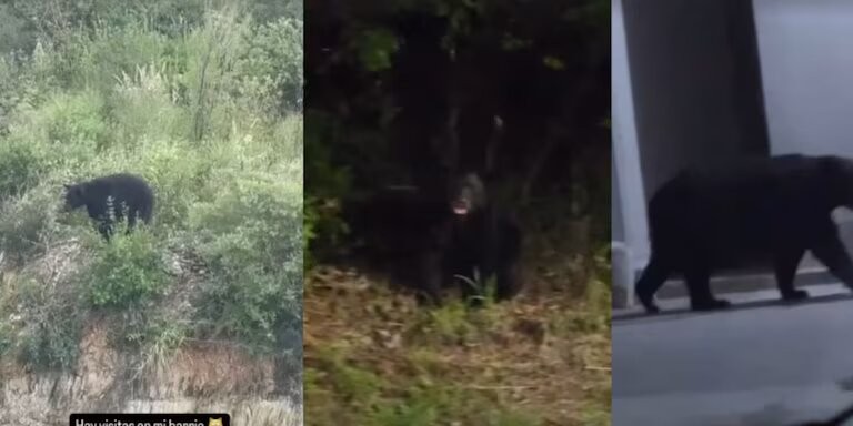 La visitó un oso a Evangelina Anderson en su nueva casa en México