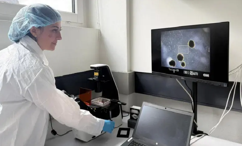 Qué son los minicerebros humanos diseñados para "alimentar" computadoras