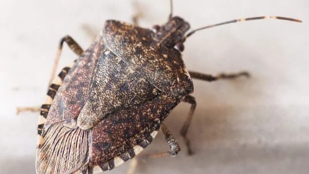España: preocupación por la proliferación de el insecto, la chinche apestosa marrón