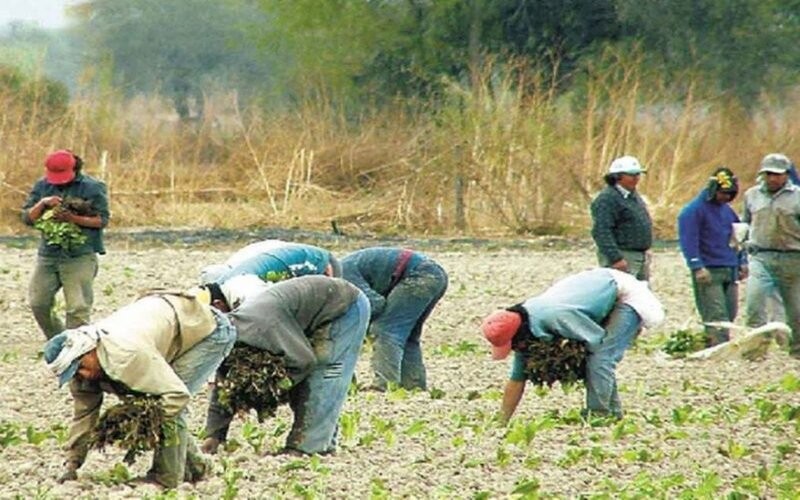 Las prestaciones por desempleo para los trabajadores rurales aumentan en diciembre