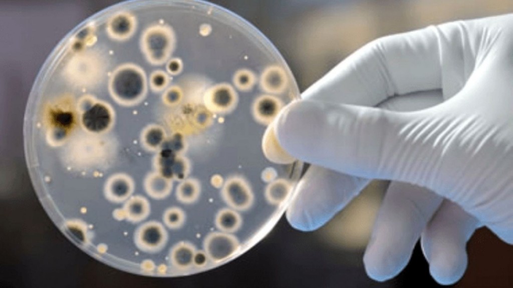 Confirman en el país los primeros casos del hongo Candida auris