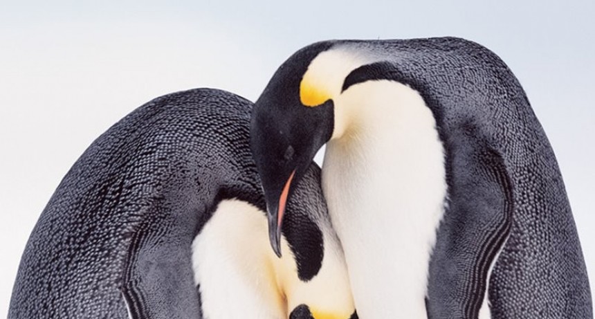 Tres años de prisión para el acusado de la matanza de pingüinos en Punta Tombo