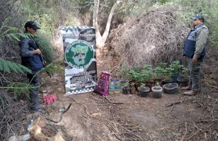 Hallan más de 30 plantas de cannabis sativa