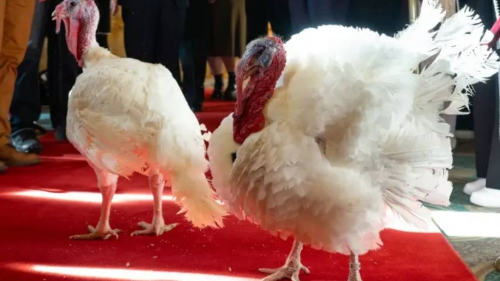 En el Día de Gracias Trump no permitió que sacrificaran a los pavos  GOBBLE’ Y ‘WADDLE’ 