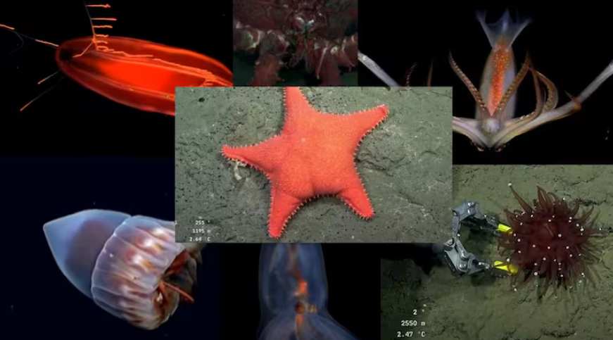 Vuelve el streaming del Conicet: cómo y cuándo verlo