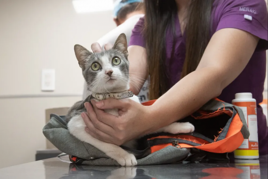 El quirófano móvil de castraciones estará en el Barrio El Sifón