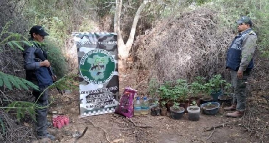 Hallan más de 30 plantas de cannabis sativa