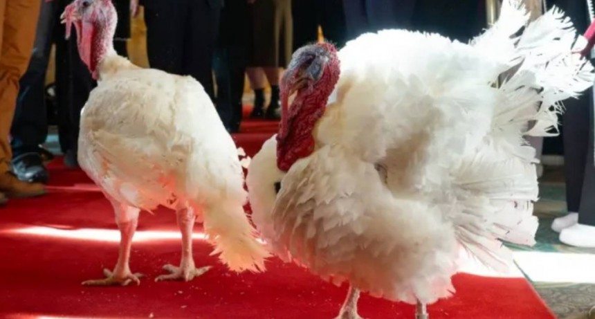 En el Día de Gracias Trump no permitió que sacrificaran a los pavos  GOBBLE’ Y ‘WADDLE’ 