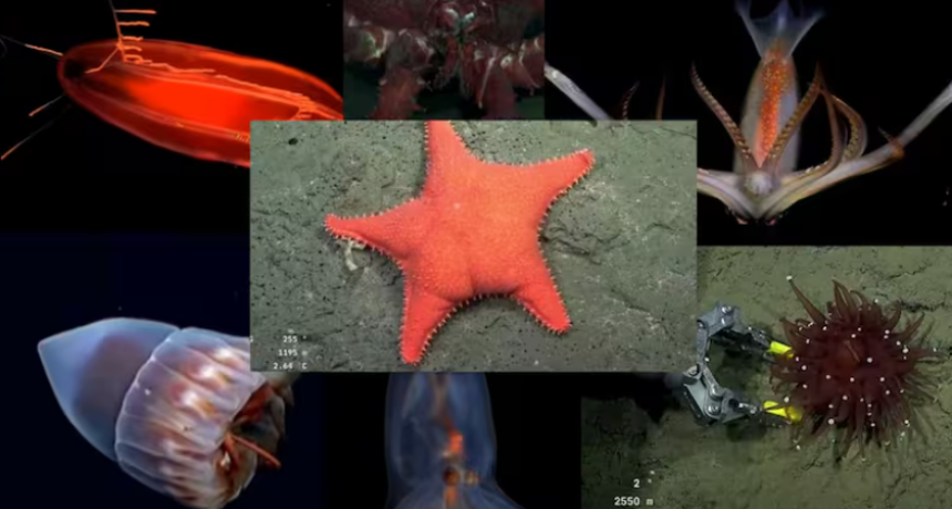 Vuelve el streaming del Conicet: cómo y cuándo verlo