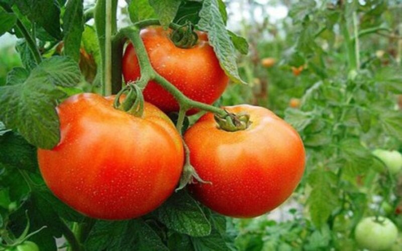 Investigadores descubrieron que las plantas "gritan" cuando se estresan