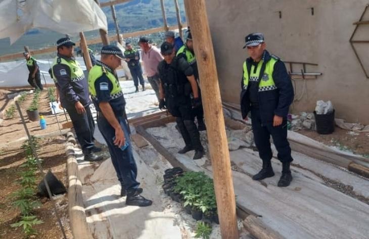 Tafí del Valle: en un allanamiento encontraron un invernadero de marihuana
