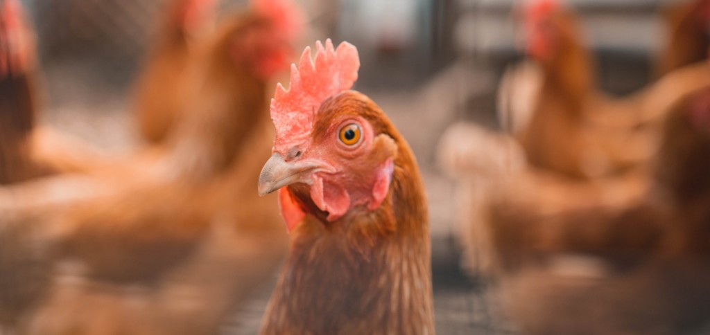 Europa: aumentan los casos de Gripe Aviar