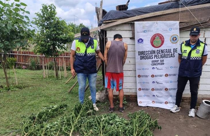Descubren plantas de marihuana en un domicilio allanado por robo