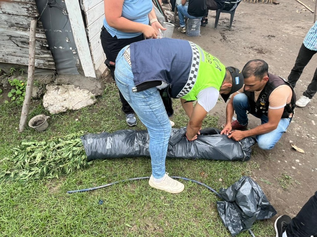 Descubren plantas de marihuana en un domicilio allanado por robo