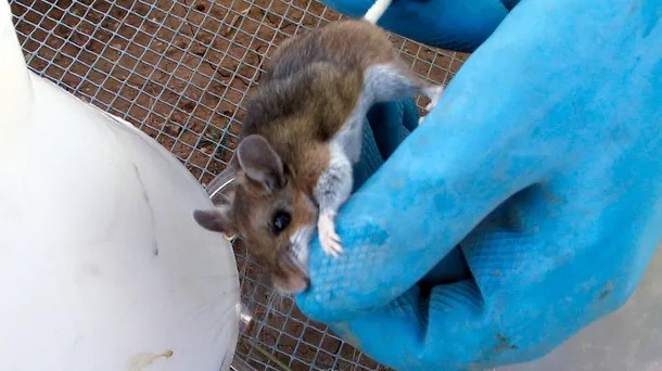 Salta: se registraron 12 casos de hantavirus y cinco muertos