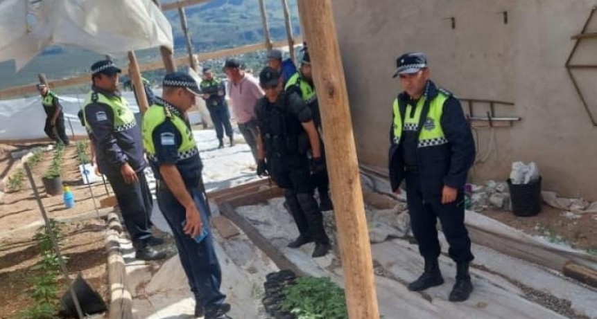 Tafí del Valle: en un allanamiento encontraron un invernadero de marihuana