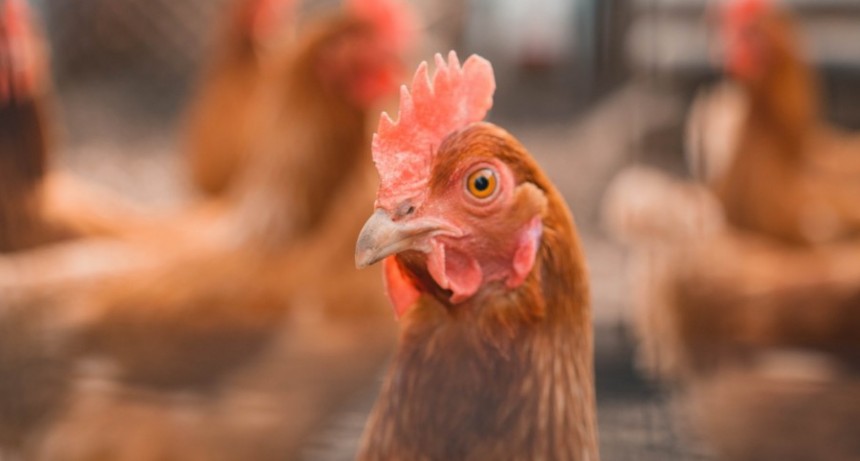 Europa: aumentan los casos de  Gripe Aviar 