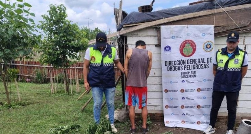 Descubren plantas de marihuana en un domicilio allanado por robo