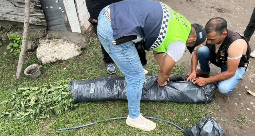 Descubren plantas de marihuana en un domicilio allanado por robo