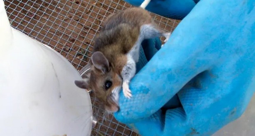 Se registraron 12 casos de hantavirus en Salta. Hay cinco muertos